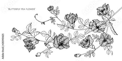 butterfly pea flower drawing illustration with line art on white backgrounds.