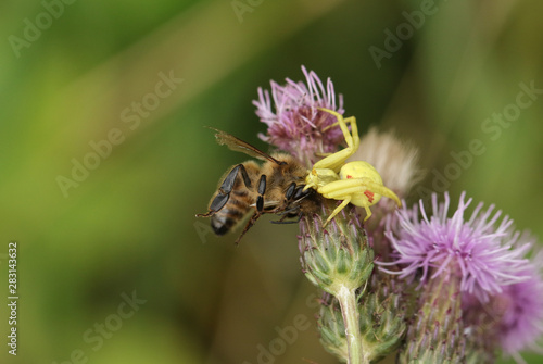 A Crab Spider, Thomisidae, Misumena vatia, feeding on a Honey Bee, that it has just caught whilst hunting on a Thistle flower. © Sandra Standbridge