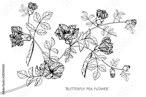 butterfly pea flower drawing illustration with line art on white backgrounds.