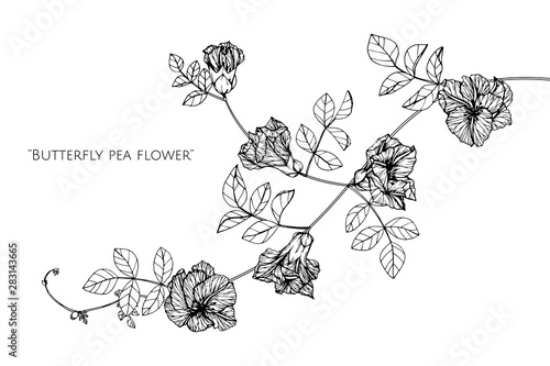 butterfly pea flower drawing illustration with line art on white backgrounds.