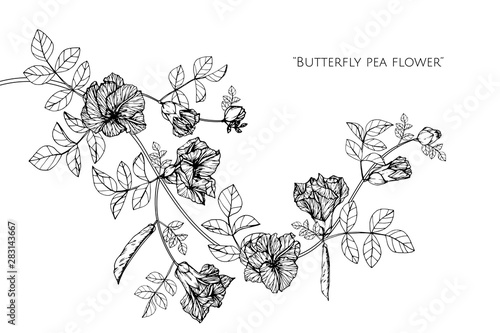 butterfly pea flower drawing illustration with line art on white backgrounds.