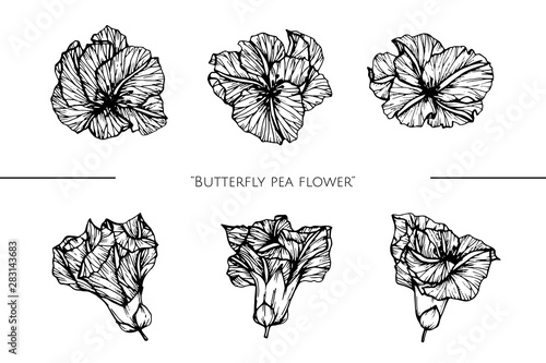 butterfly pea flower drawing illustration with line art on white backgrounds.
