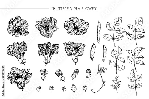butterfly pea flower drawing illustration with line art on white backgrounds.