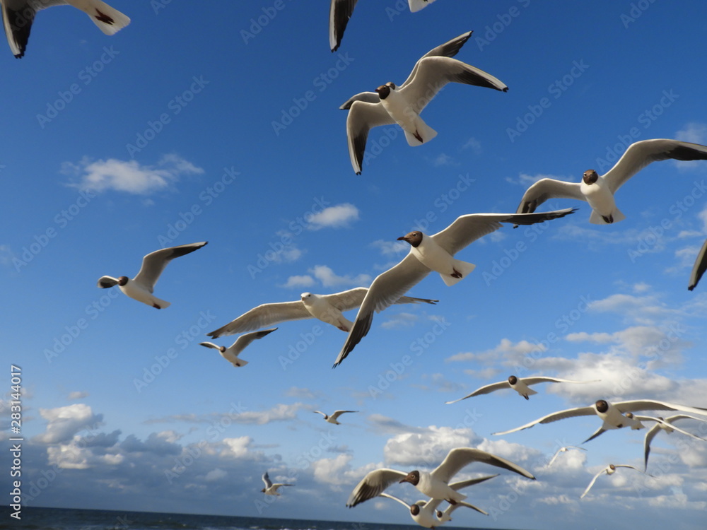 Obraz premium Möven 6