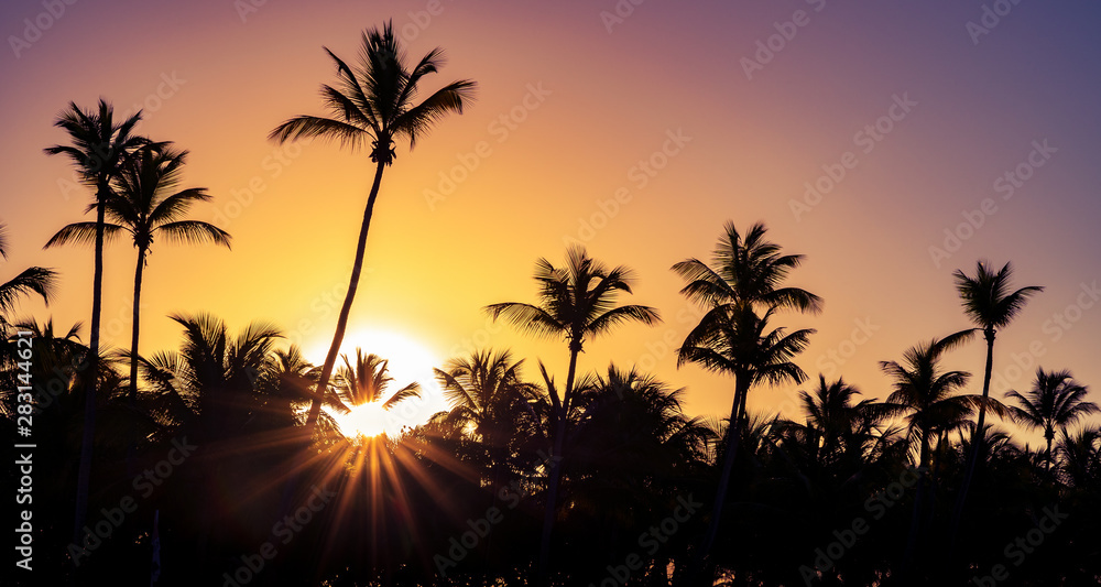 Obraz premium Palm trees silhouette at sunset on tropical island with sunrays