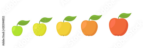 Apple fruit ripeness stages chart. Colour and size, scale gradation set plant. From green to red gradient. Animation period progression.