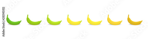 Banana ripeness stages chart. Colour gradation set plant. Ripening plantains. Musa paradisiaca. From green to yellow and brown. Animation period progression. photo