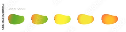 Mango ripeness stages chart. Colour gradation set fruit plant. Ripening plantains. From green to yellow and red gradient. Animation period progression.