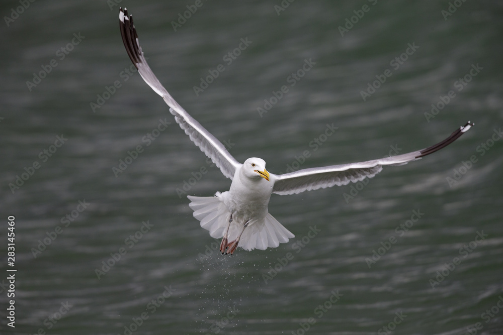A large European herring gull (Larus argentatus) flying infront of the village Hundested in Denmark. A large European herring gull (Larus argentatus) flying infront of the village Hundested in Denmark.
