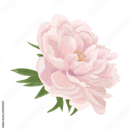 Beautiful Peony flower isolated on white background. Vector illustration. EPS 10