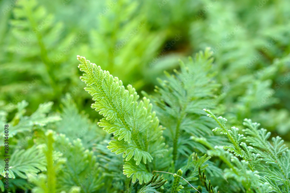 Closeup and crop spike moss background and wallpaper. Closeup and crop spike moss background and wallpaper.