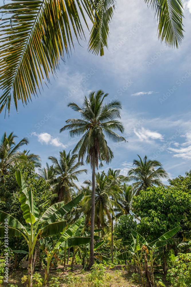 Coconut trees covered with coconuts, Bali, Indonesia