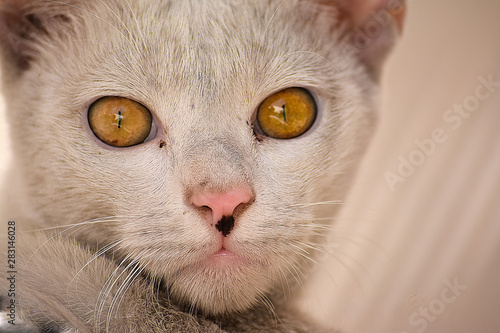 Fotografie Close up of domestic cat