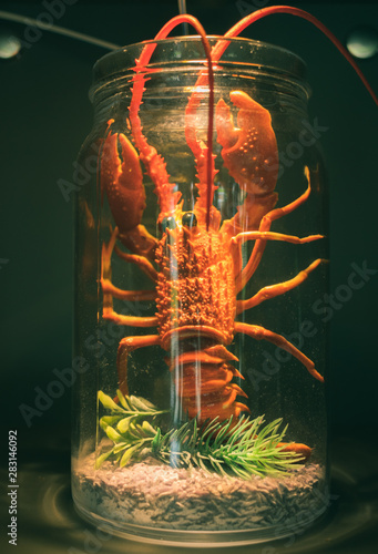 lobster in the jar
