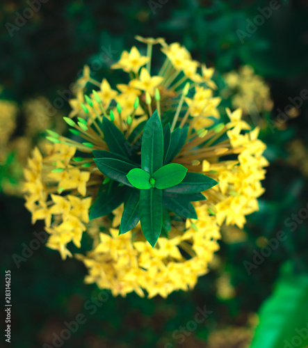 in focus yellow flower in the centre