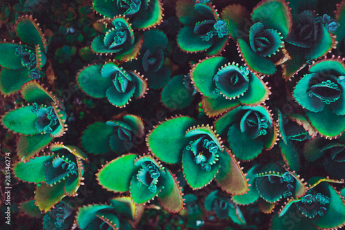 abstract fractal background