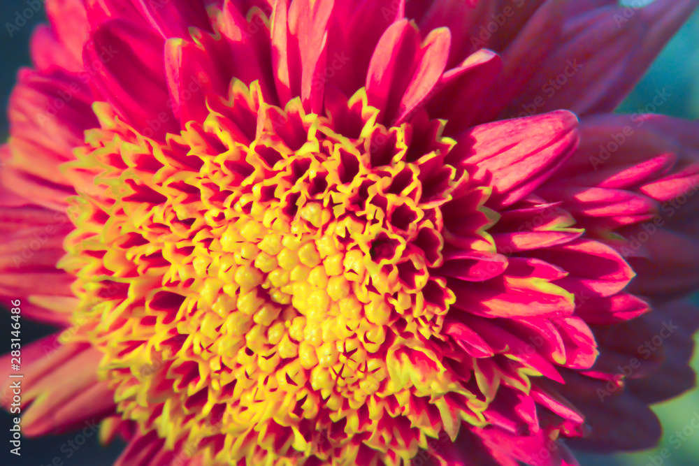 A beautiful and fresh red color flower close up A beautiful and fresh red color flower close up