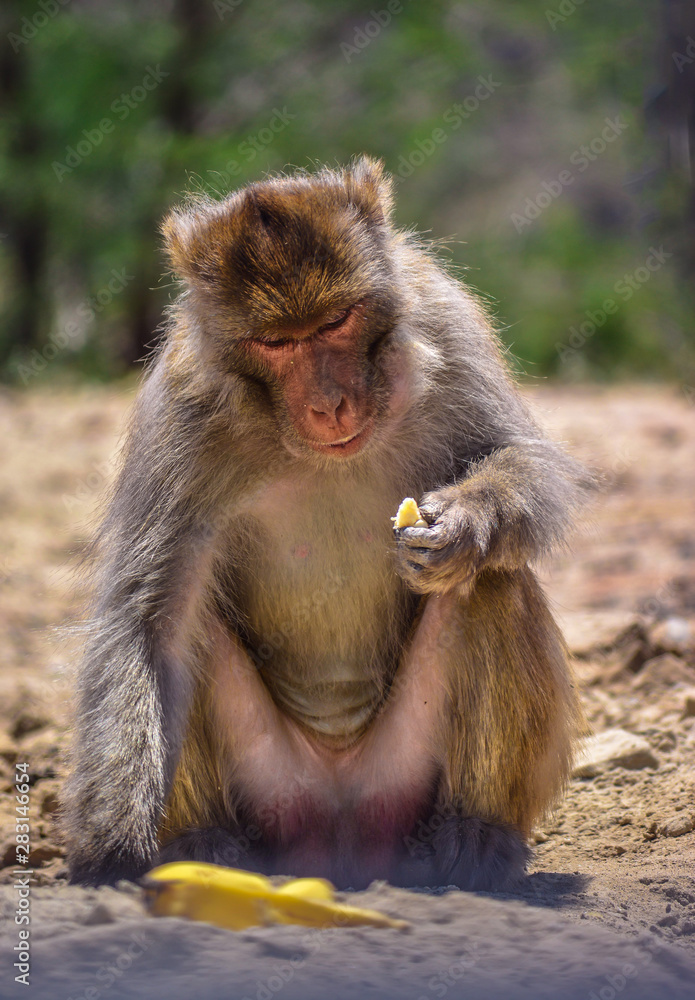 Monkey eating banana