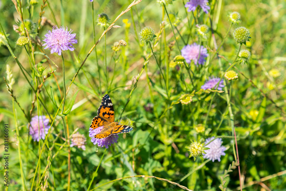 Butterfly on a purple flower on the field. close up Butterfly on a purple flower on the field. close up
