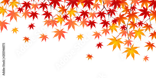 紅葉　もみじ　葉　背景 