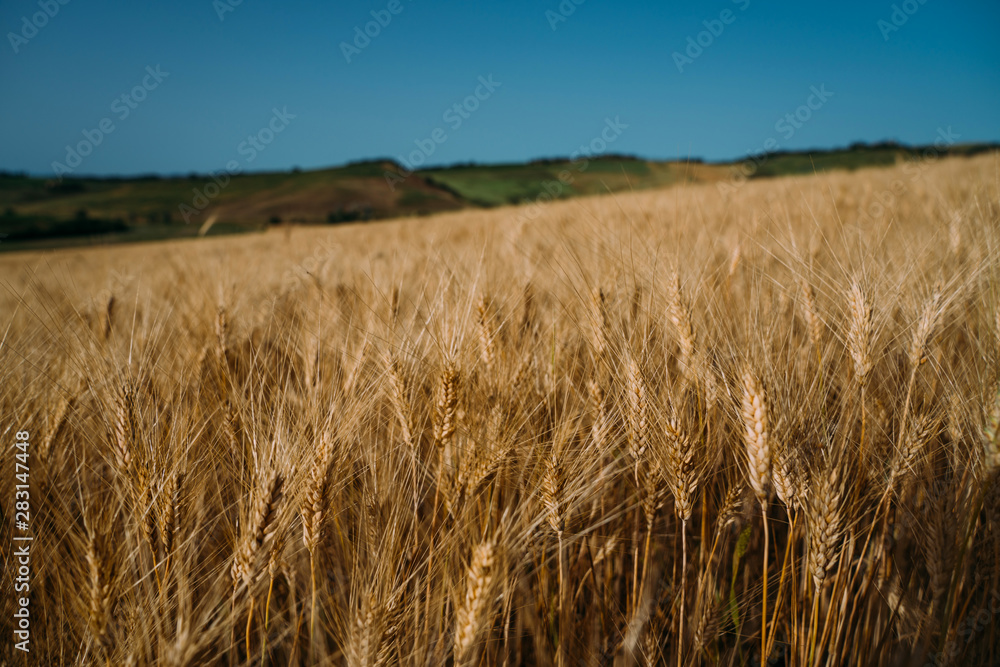 Wheat field Tuscany, Italy, Europe. Rural scenery. Background of ripening of wheat field. Rich harvest concept.