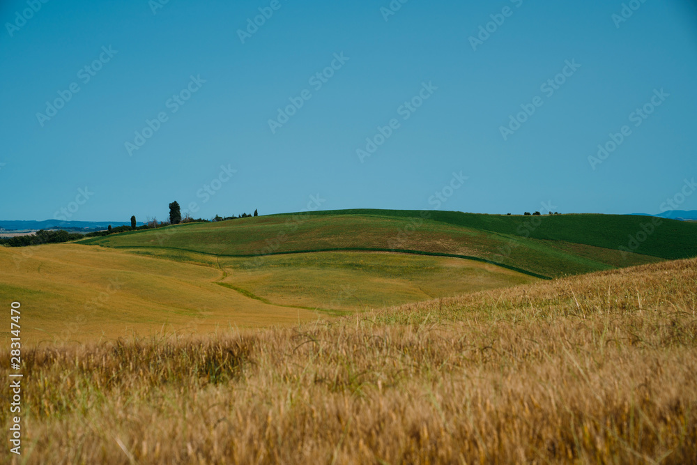 Obraz premium Tuscany, Italy. Tuscan hills during harvest period. Unique landscape with rolling hills. Travel. Beautiful destination. Vacation trip.
