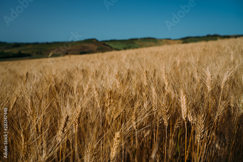 Wheat field Tuscany  Italy  Europe. Rural scenery. Background of ripening of wheat field. Rich harvest concept.