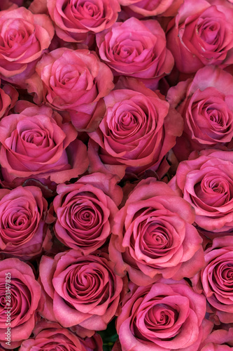 Background of pink and peach roses. Fresh pink roses. A huge bouquet of flowers. The best gift for women. vertical photo © jollier_