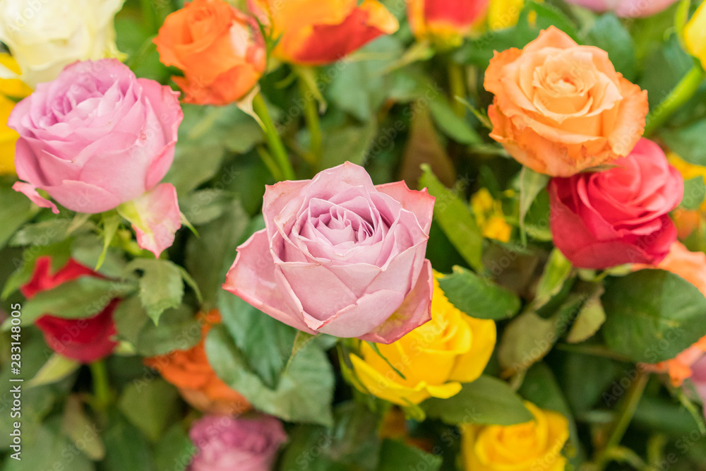 Bright multicolored bouquet of roses. Natural flowers background, soft focus. Colorful roses flower background, group of multicolor rose make from clay, handmade product