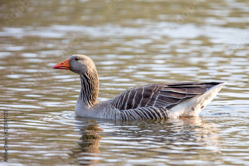 Greylag Goose (Anser anser) swimming on a pond in the nature protection area Moenchbruch near Frankfurt, Germany. photo