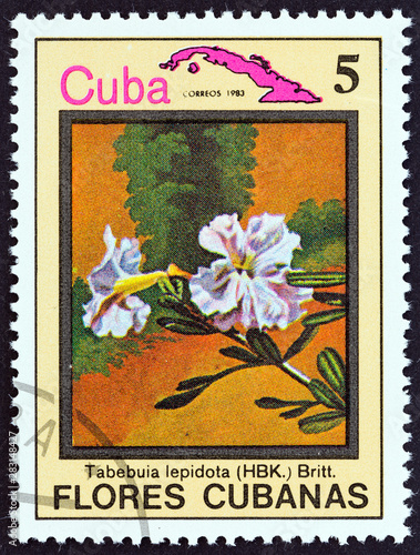 Tabebuia lepidota (Cuba 1983) photo