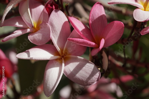 parque de malaga plumaria plumeria flor tropical exotica photo