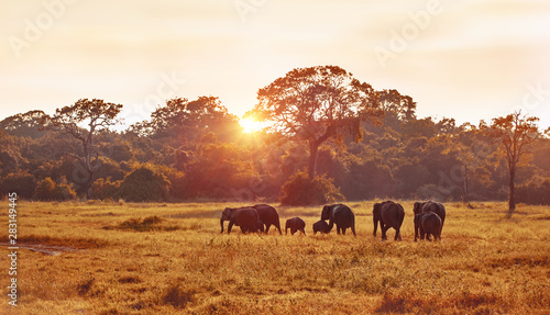 Wild elephants spotted during Safari