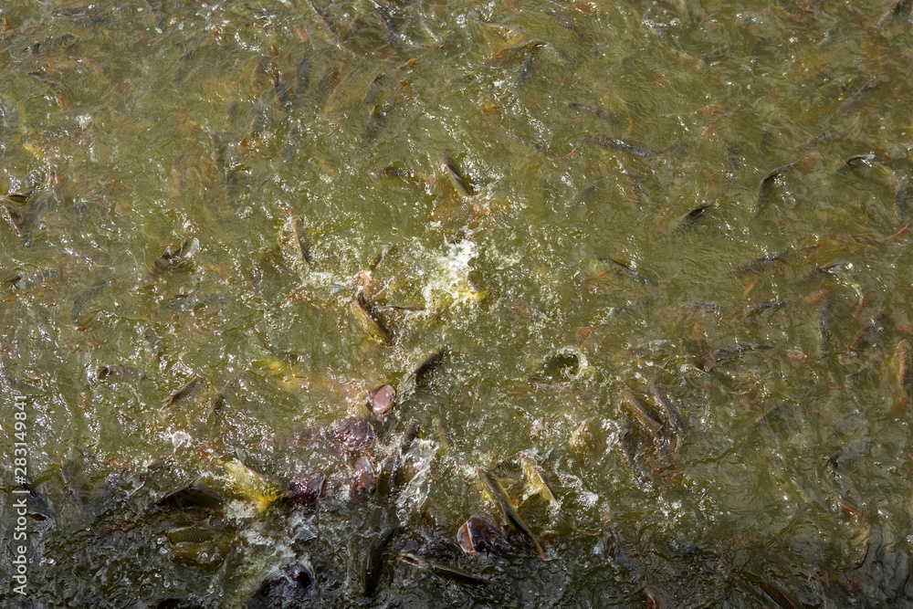 Fish eating food in Thailand Fish eating food in Thailand