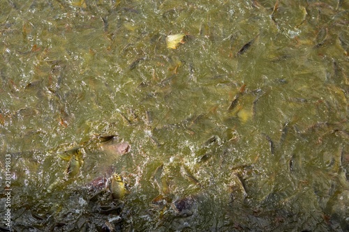 Fish eating food in Thailand