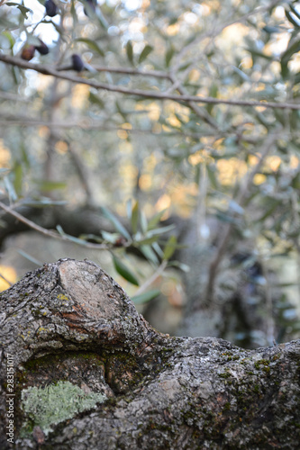 Olive tree close-up.