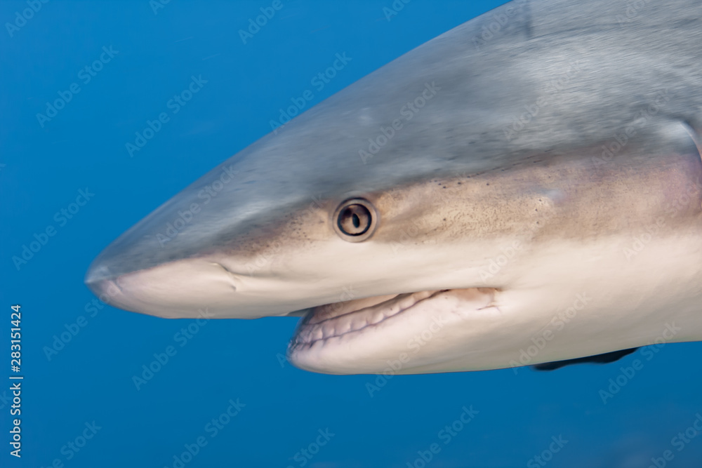 Naklejka premium Beautiful Caribbean Reef Sharks on the prowl for a meal in the crystal clear waters of the Turks and Caicos Islands.
