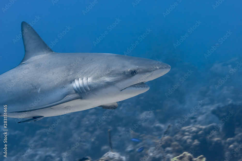 Fototapeta premium Beautiful Caribbean Reef Sharks on the prowl for a meal in the crystal clear waters of the Turks and Caicos Islands.