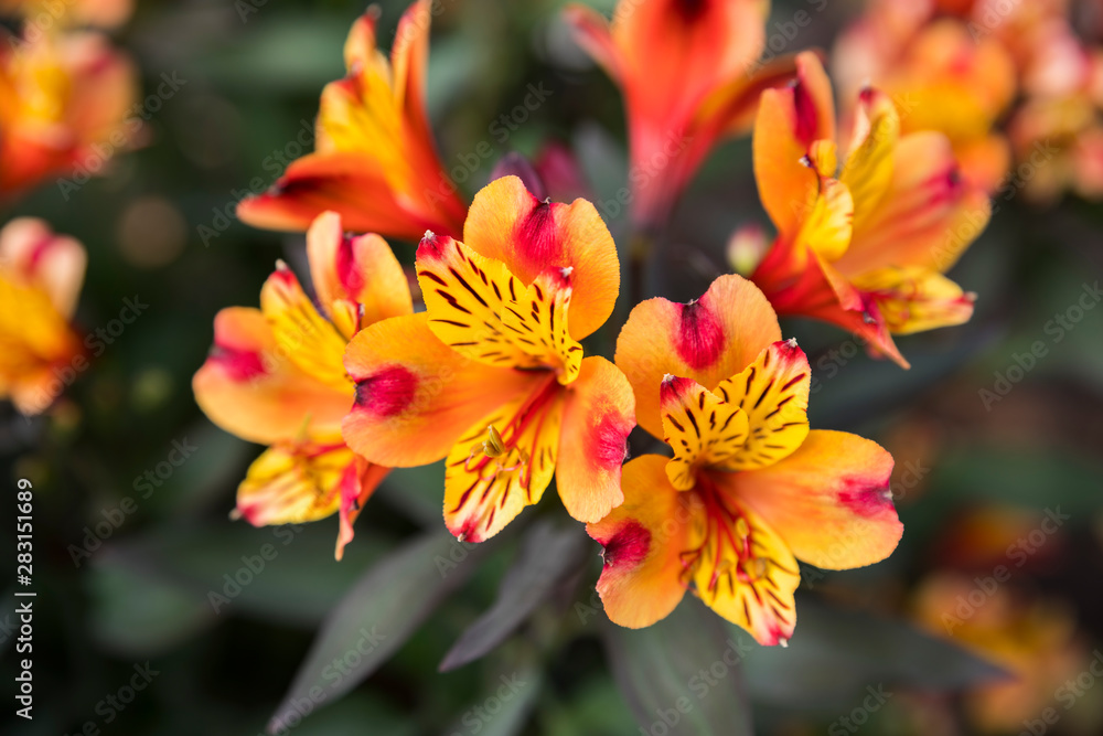 Yellow and red vibrant flowers in the garden Yellow and red vibrant flowers in the garden