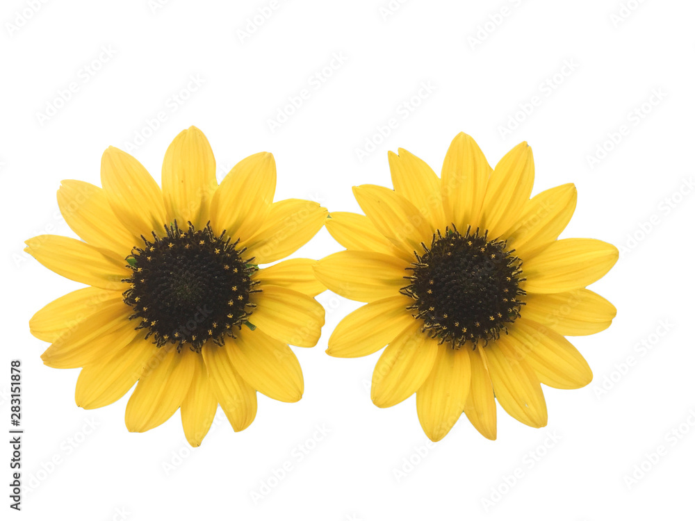 Obraz premium sunflower isolated on white background