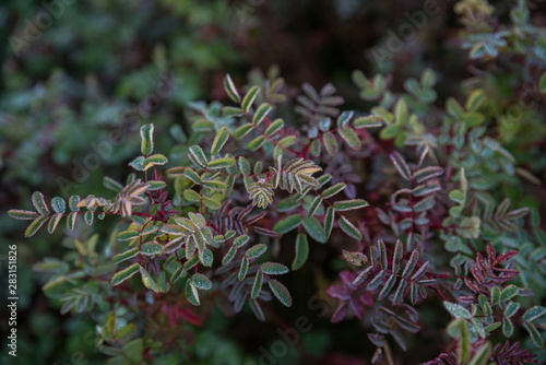 Drops of the morning dew on the green and red leaves