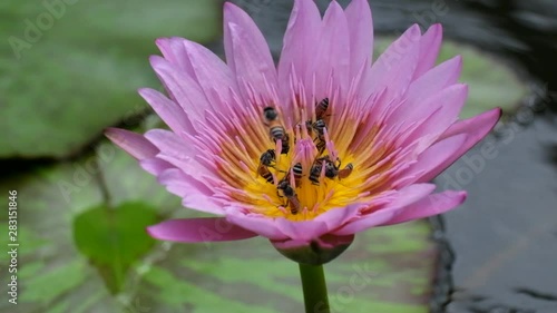 Bee swarming on the lotus flower. Lotus and bee in yellow pollen. Lotus flower or waterlily with bees collecting pollen, close up. Bees fly to lotus