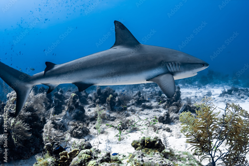 Fototapeta premium Beautiful Caribbean Reef Sharks on the prowl for a meal in the crystal clear waters of the Turks and Caicos Islands.