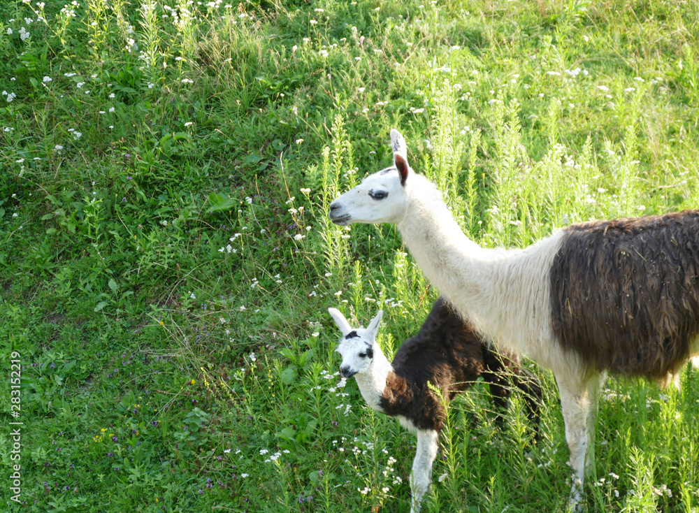 Obraz premium Cute llamas in green grass enjoy in nature