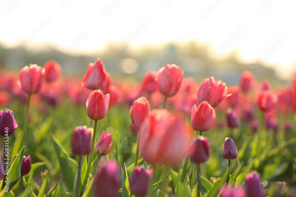 Field with fresh beautiful tulips. Blooming flowers Field with fresh beautiful tulips. Blooming flowers