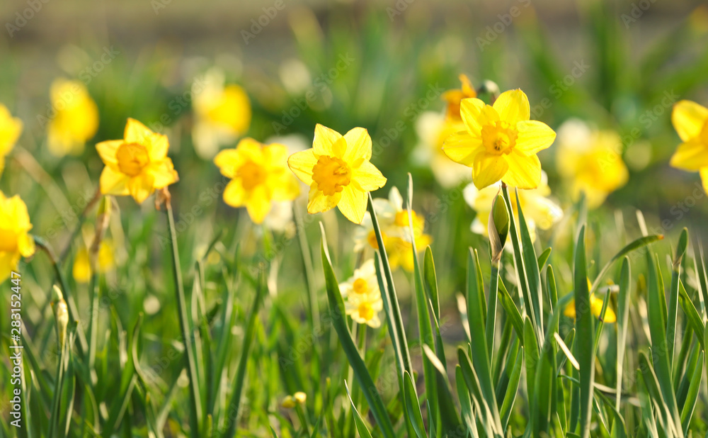 Field with fresh beautiful narcissus flowers on sunny day - obrazy, fototapety, plakaty 