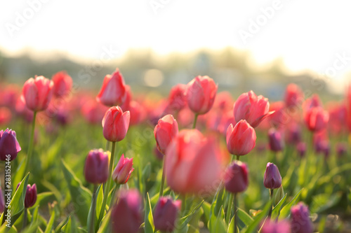 Field with fresh beautiful tulips. Blooming flowers