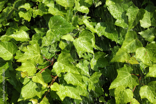 Green ivy leaves with rain drops as background