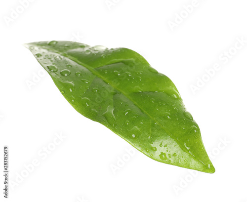 Fresh green coffee leaf with water drops isolated on white