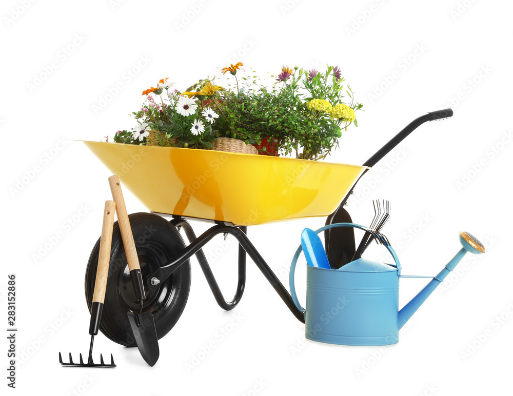 Wheelbarrow with flowers and gardening tools isolated on white